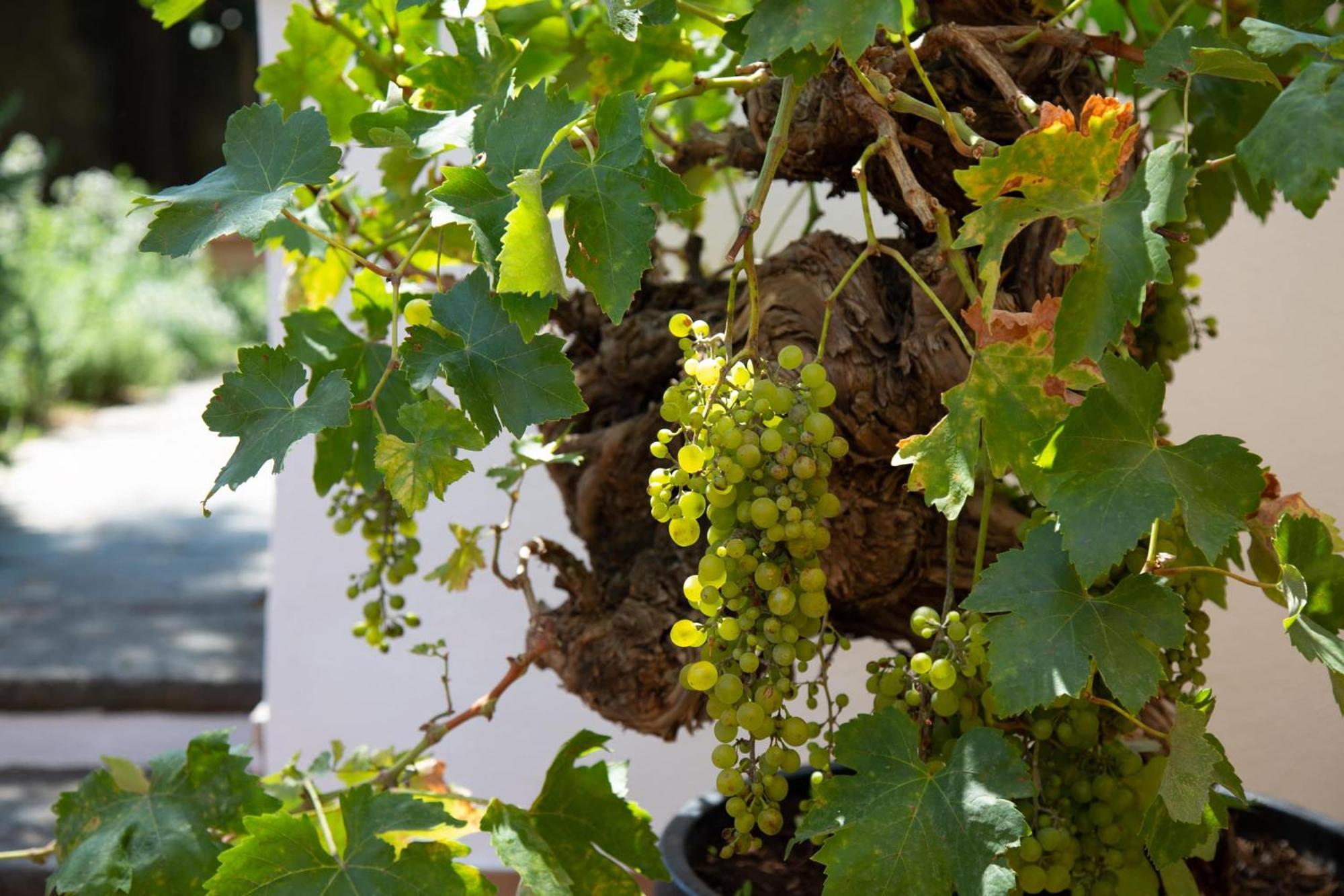 Hotel Xenia House Sorrento Pokoj fotografie